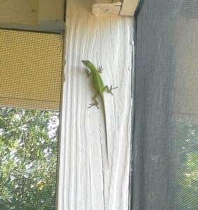 Bob, our porch lizard