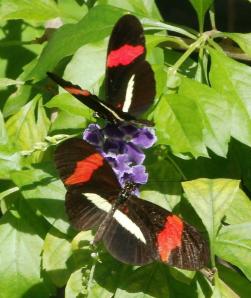 Butterfly Farm, Aruba, Jan 2013