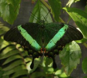 Butterfly Farm, Aruba, Jan 2013