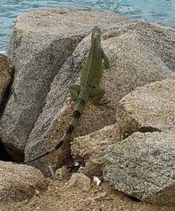 The iguanas are like squirrels there