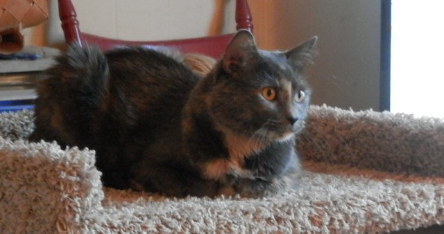 Carmen on her new cat shelf