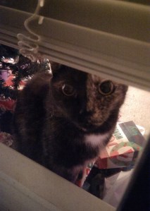 Lily - Waiting in my window this evening...