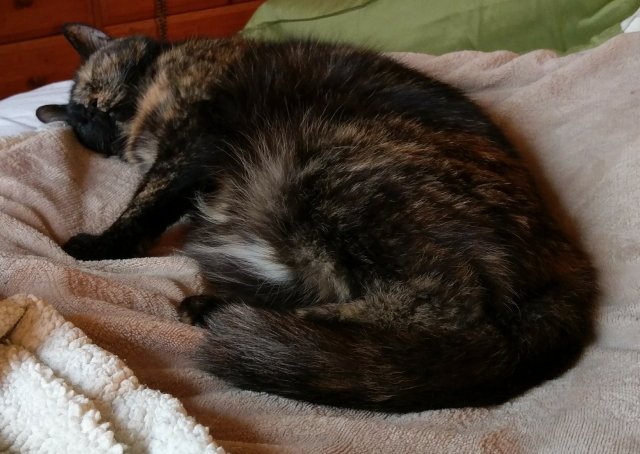 Lily, curled up on her blanket, sleeping.