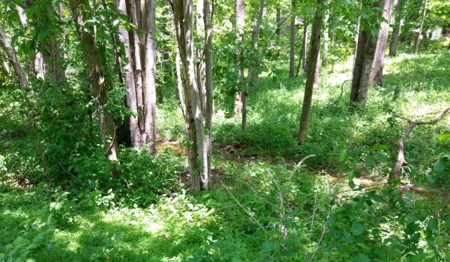 wooded area on a sunny day with a creek running through it