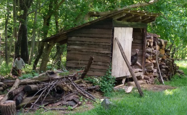A turkey in a wooden turkey shed