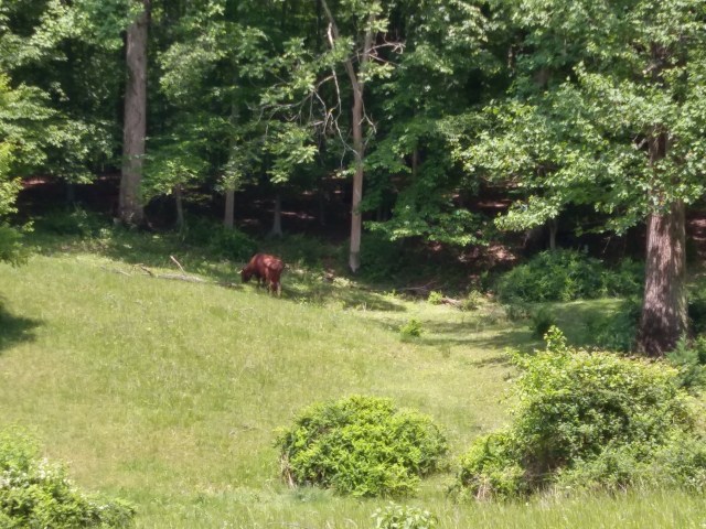 A  brown cow in a field near a wooded area at the edge of the grazing area
