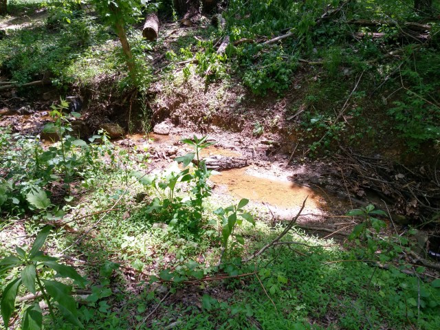 A creek in the woods on a sunny day