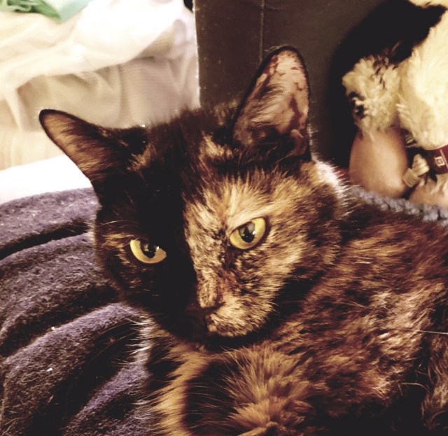 Headshot of Lily, a black and orange tortoiseshell cat