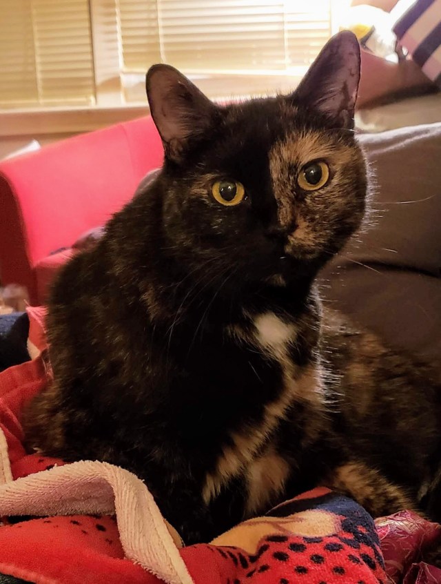Lily, a black and orange tortoiseshell cat, laying on the sofa and looking at the camera.