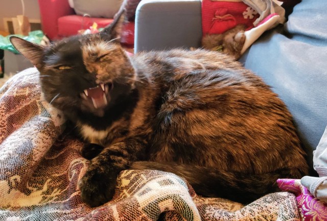 Lily, a black and orange tortoiseshell cat, caught mid yawn