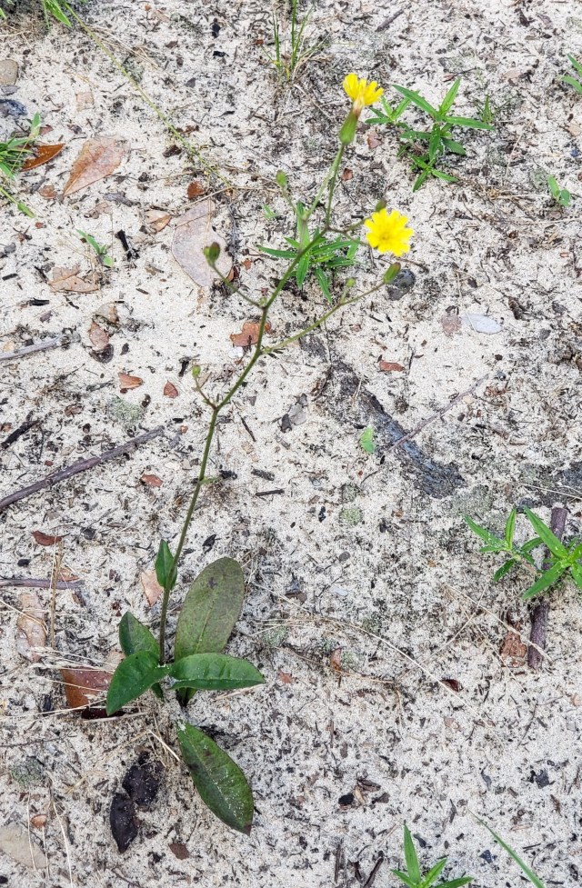A small yellow flower in sandy soil