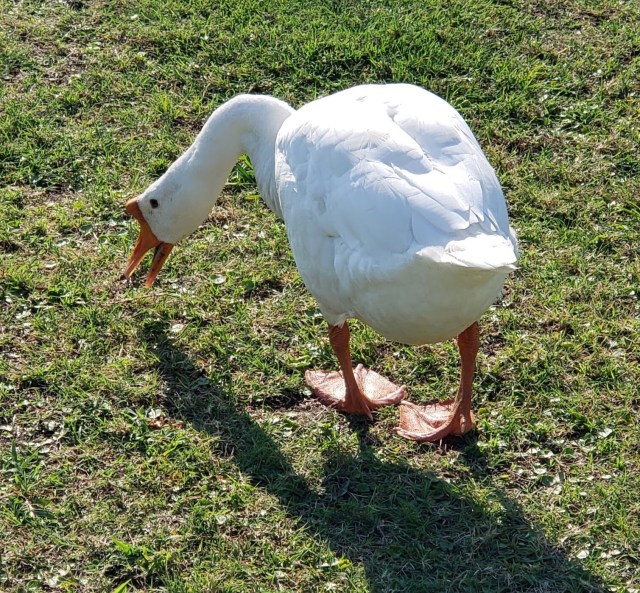 A white goose eating grass