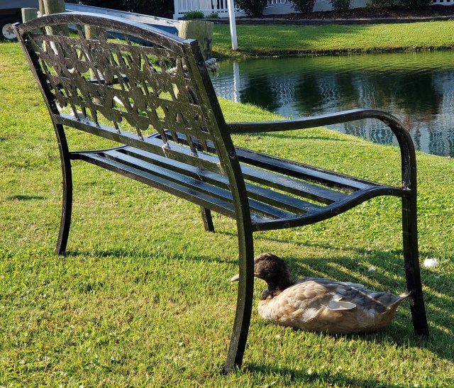 Brown duck sitting under a black wrought iron bench