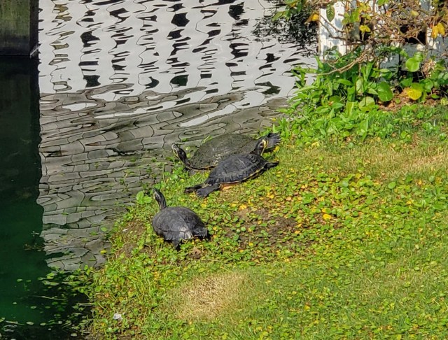 Three turtles sunbathing on a pond bank