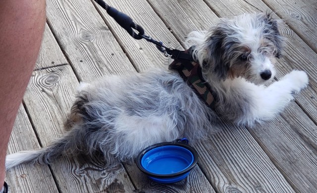AussieDoodle - grey and white puppy