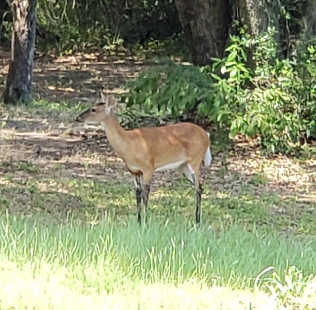 A deer standing in a clearing