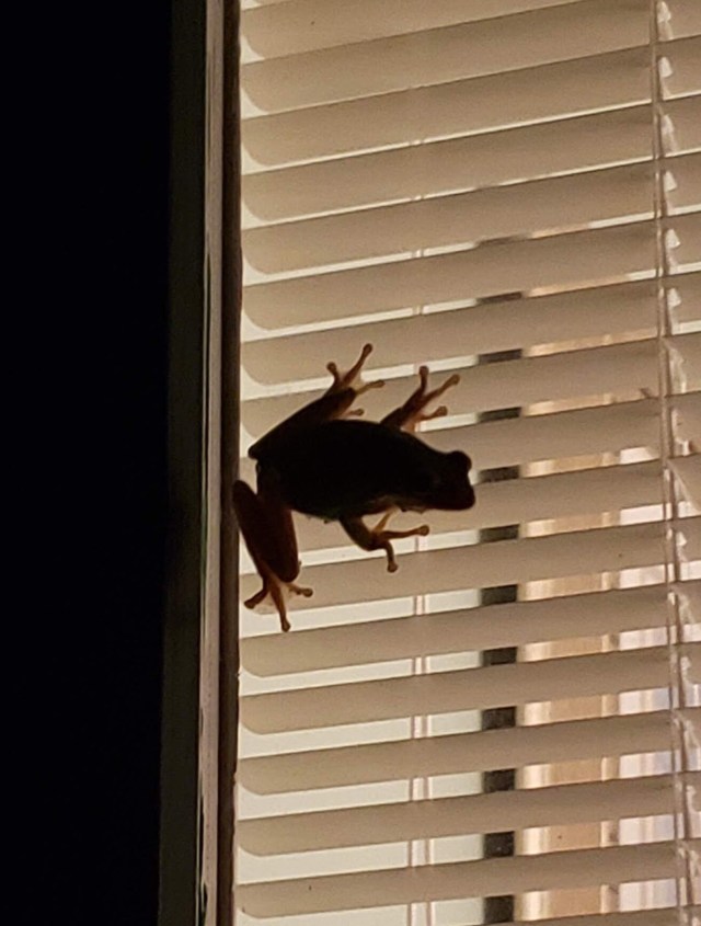 Silhouette of a frog on a door window