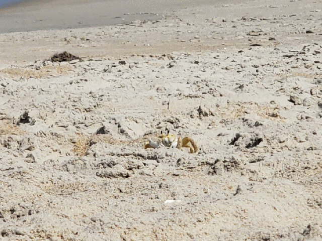 Gif of a goose crab walking across the sand looking like it’s blowing a kiss at the end