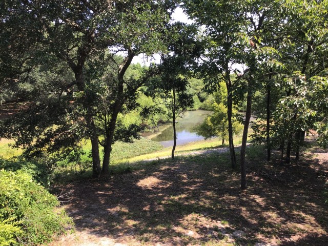 Creek bed surrounded by trees