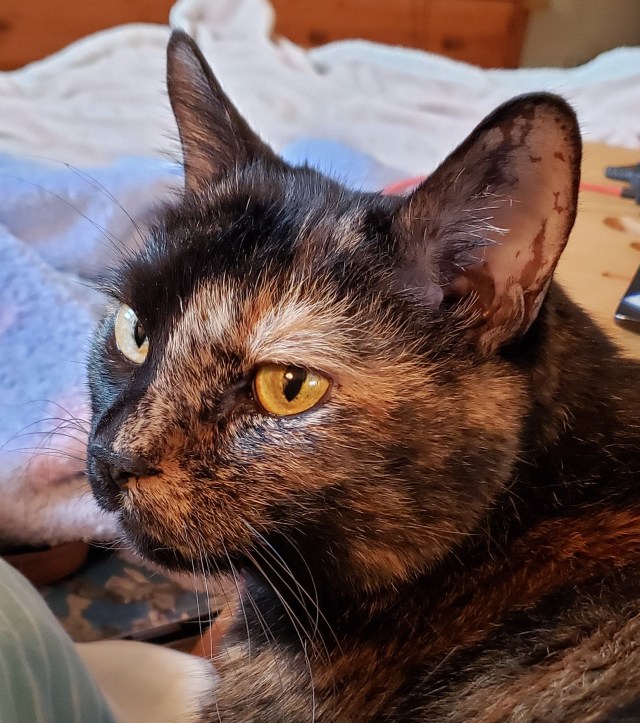 Headshot of Lily, a black and orange tortoiseshell cat.