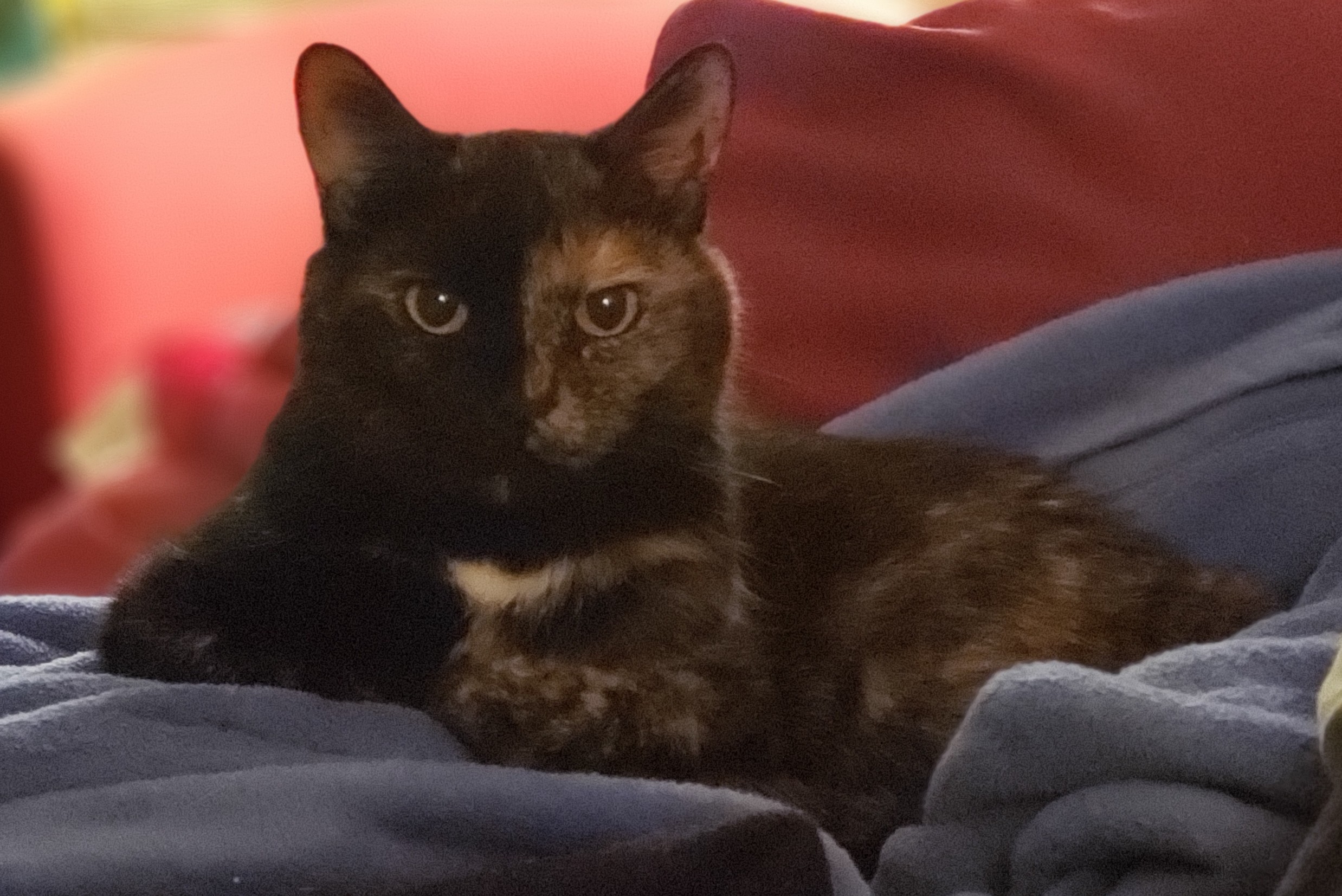 Lily, a black and orange tortoiseshell cat, laying on a blue blanket