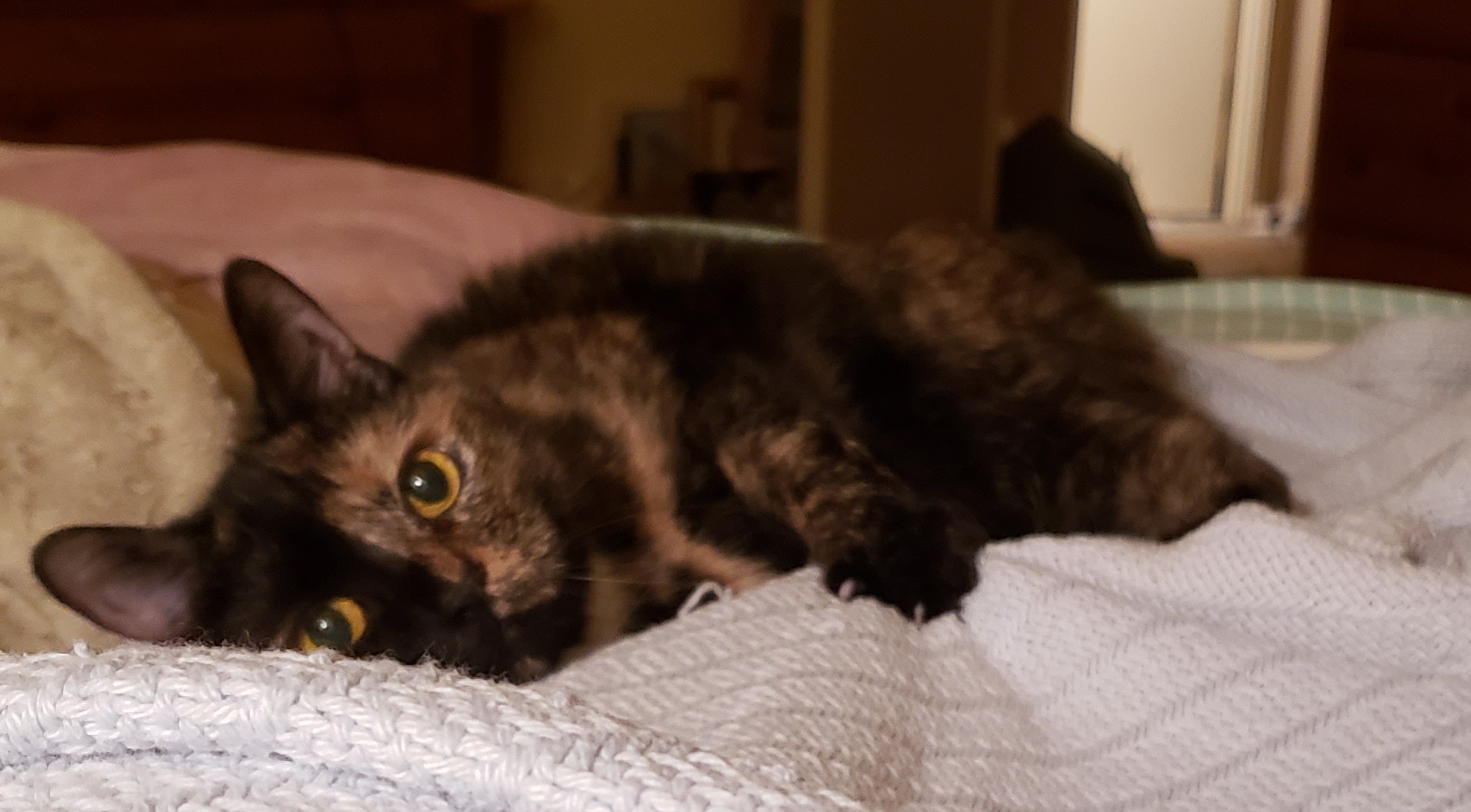 Lily, a black and orange tortoiseshell cat, laying on a blanket, looking adorable