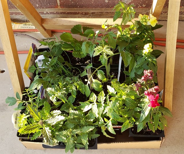 A box of assorted plants from the garden center