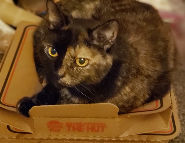 Lily, a black and orange tortoiseshell cat, happily curled up on a warm pizza box.