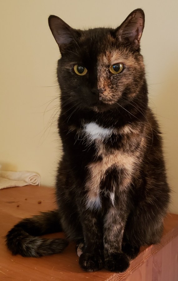 Lily, a black and orange tortoiseshell cat, sitting on a dresser.