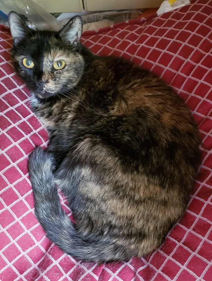 Lily, a black & orange tortoiseshell cat, curled up on a red & white pillow