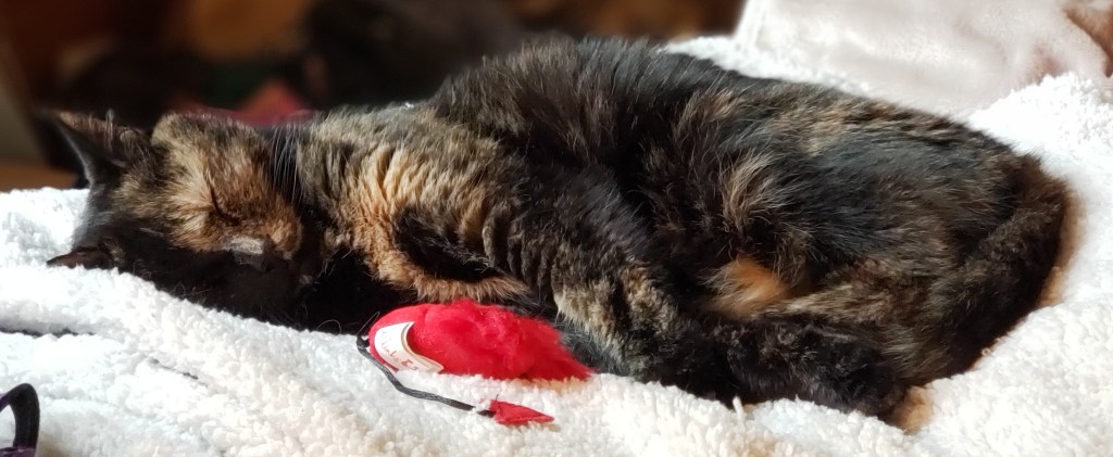 Lily, a black & orange tortoiseshell cat, sleeping on a fleece blanket.