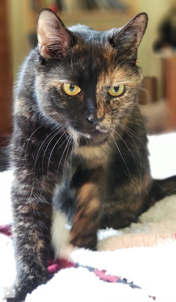 Lily, a black and orange tortoiseshell cat, kneading on a fleece blanket.
