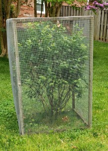 A Bush in a screened in any