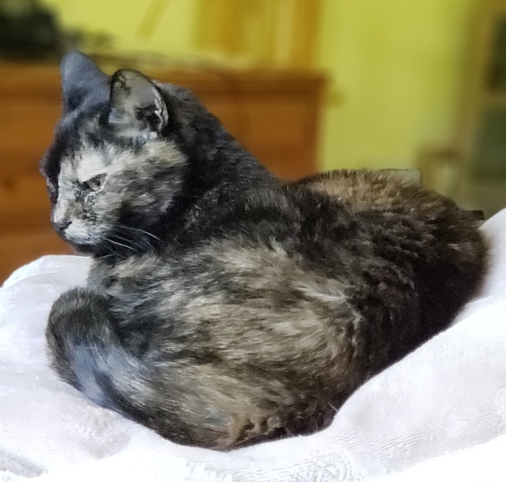Lily, a black and orange tortoiseshell cat, curled up on the bed