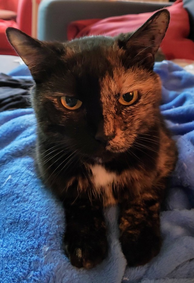 Headshot of Lily, a black and orange tortoiseshell cat, sitting on the couch.