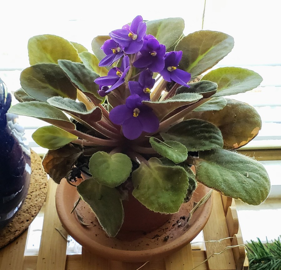 Photo of an african violet with purple flowers