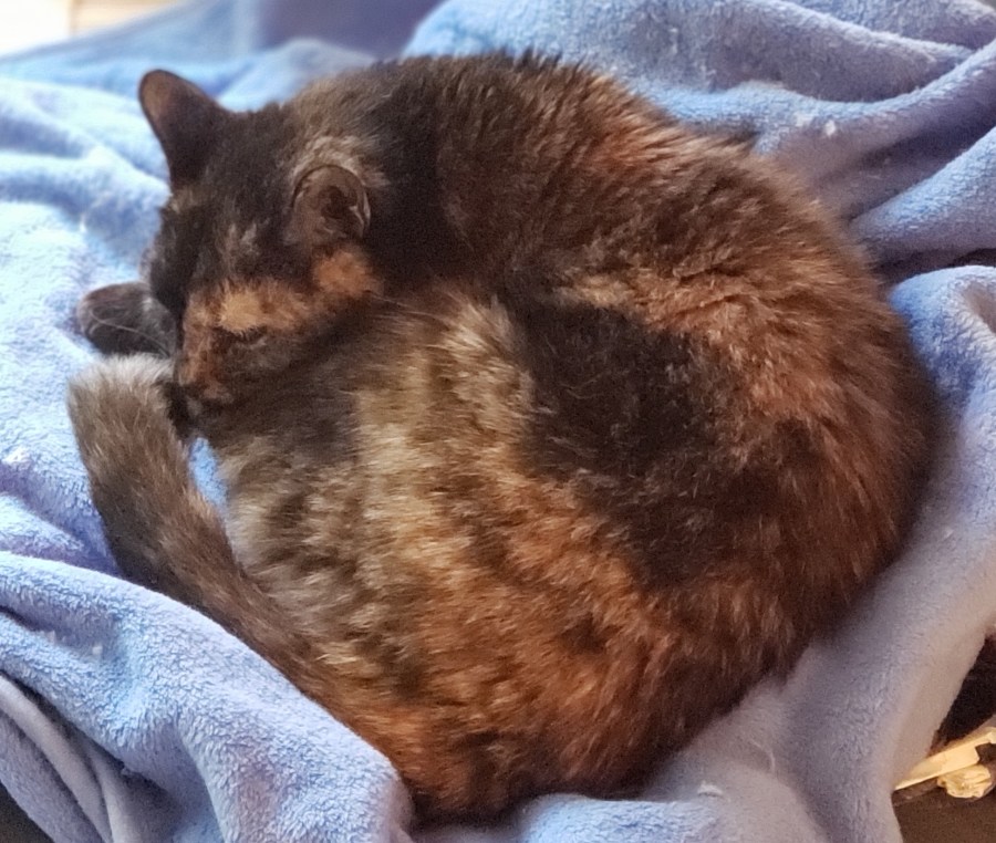 Lily, a black and orange tortoiseshell cat, curled up on the sofa
