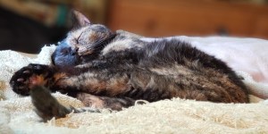 Lily, a black and orange tortoiseshell cat, sleeping