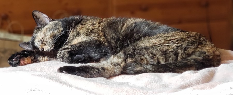 Lily, a black and orange tortoiseshell cat, snoozing on the bed