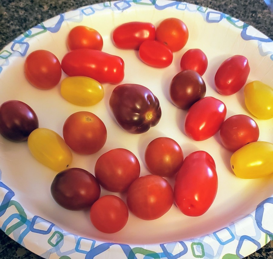 A plate of heirloom cherry tomatoes - red, orange, yellow and purple