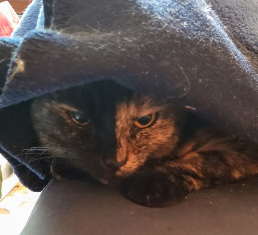 Lily, a black and orange tortoiseshell cat, peeking out from under a blanket.