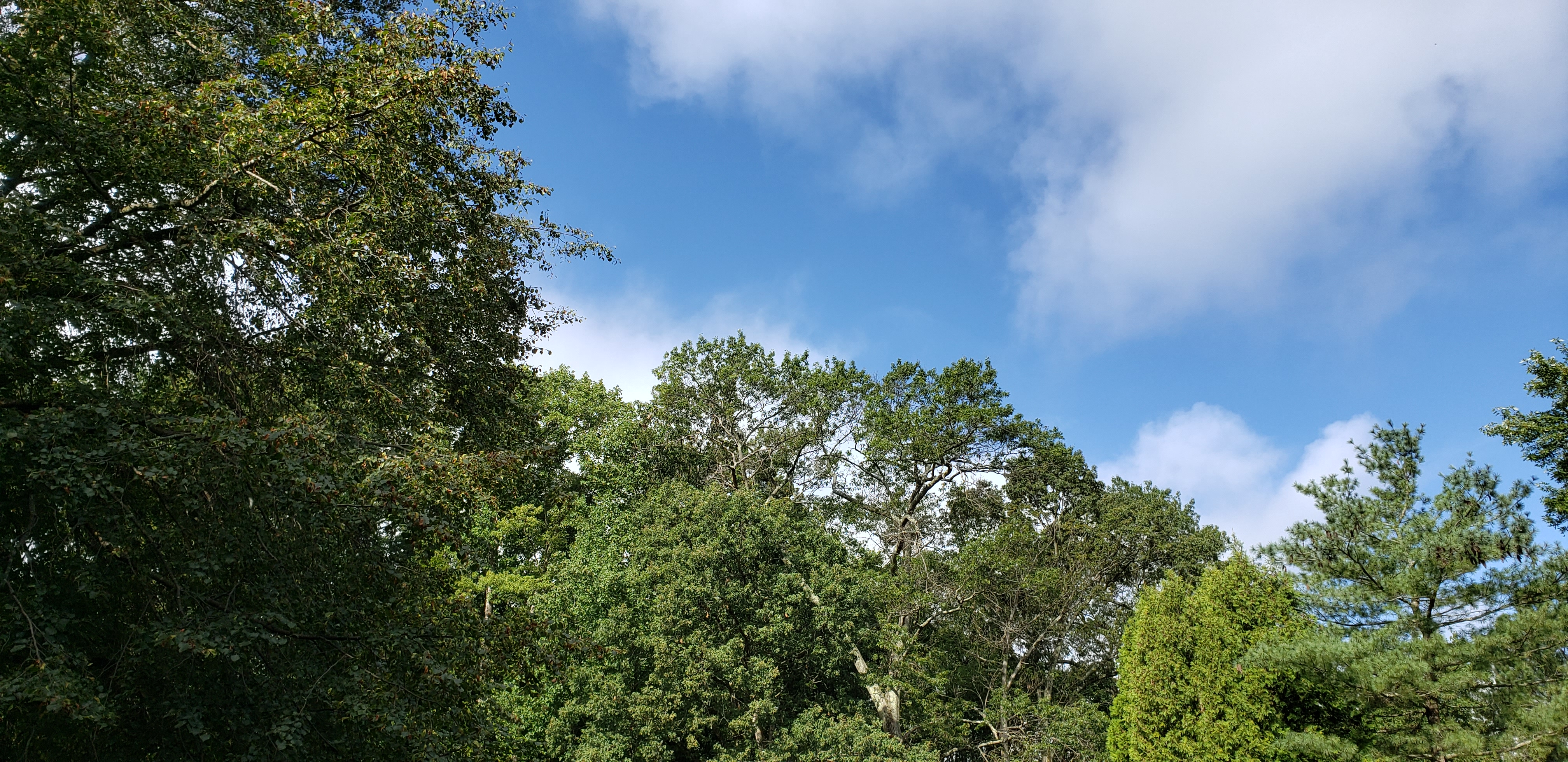 Trees and blue sky with some clouds