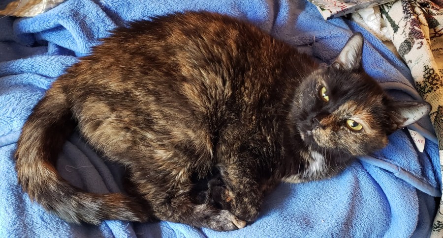 Lily, a black and orange tortoiseshell cat, curled up on a blue blanket