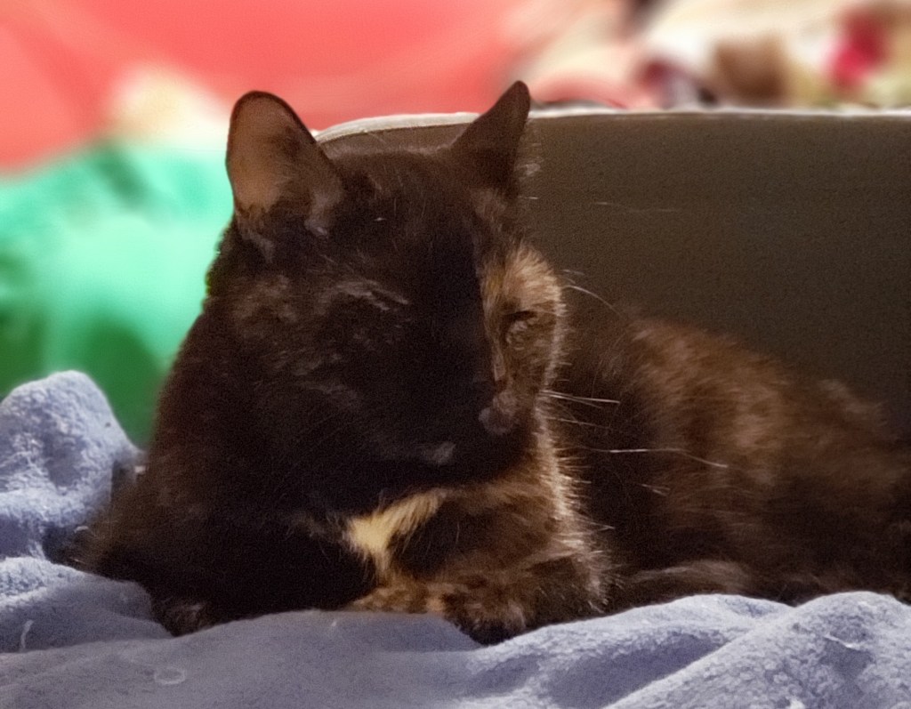 Headshot of Lily, a black and orange tortoiseshell cat, snoozing on the sofa