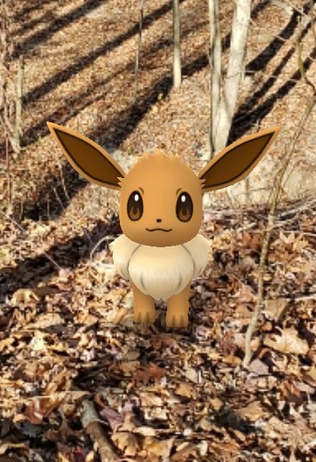 Shot of Eevee Pokemon in the woods