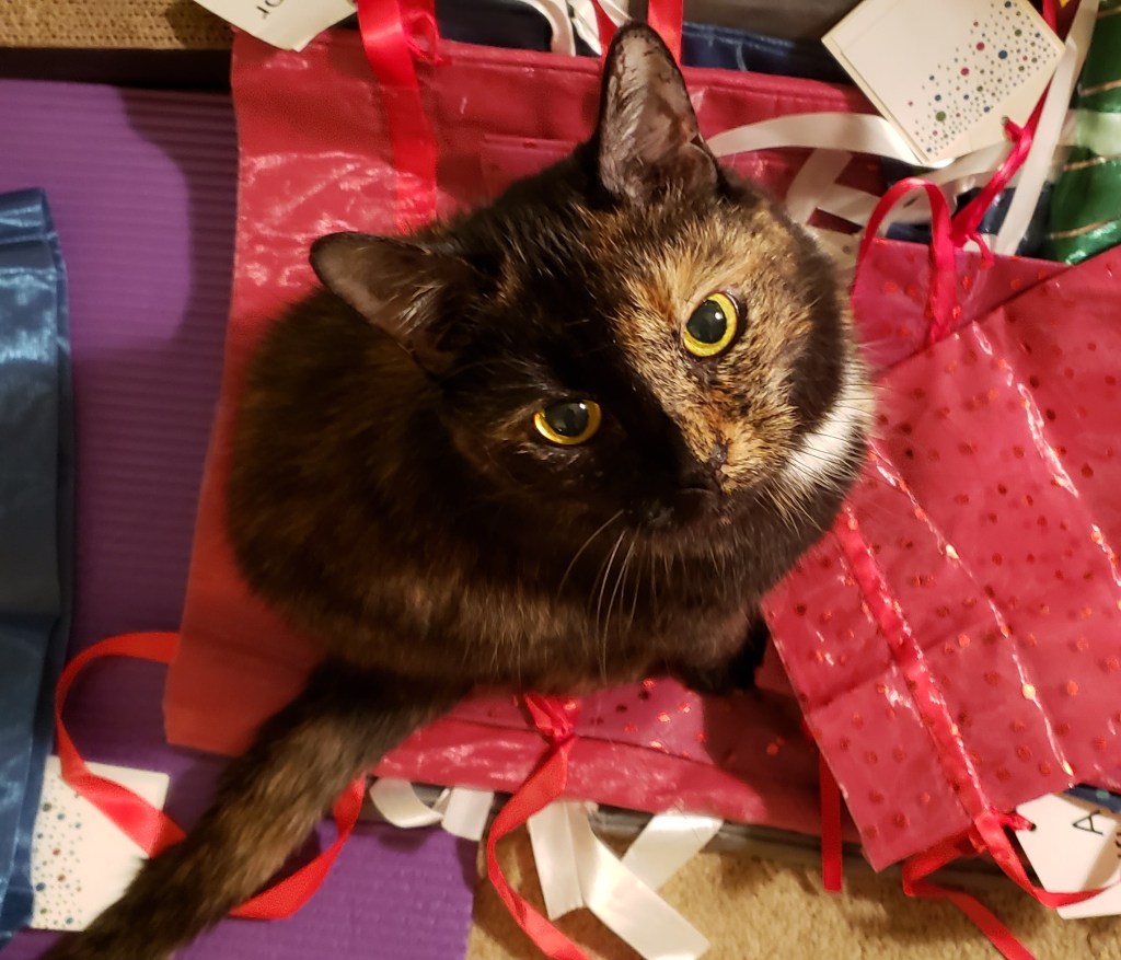 Lily, a black and orange tortoiseshell cat, sitting on a stack of gift bags 