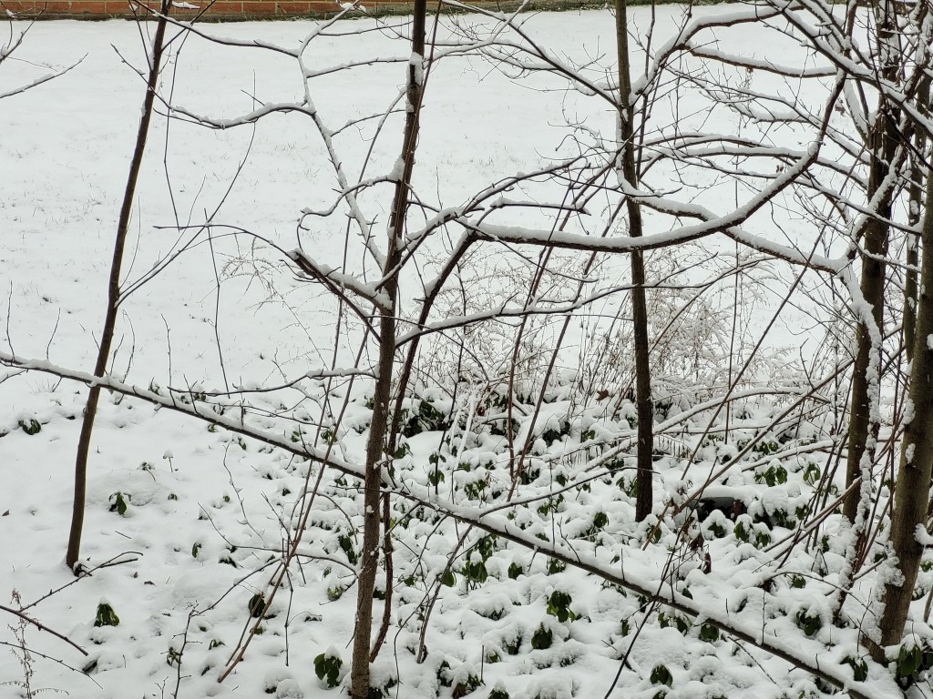 Snow covering my messy side garden