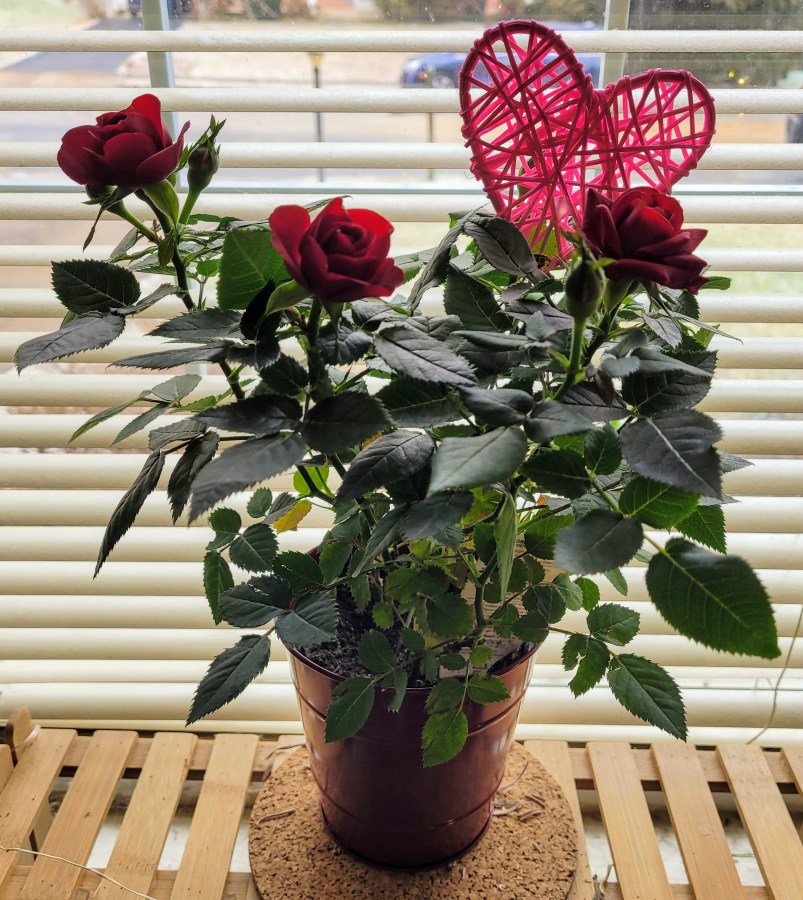 A small rosebush in a red metal pot