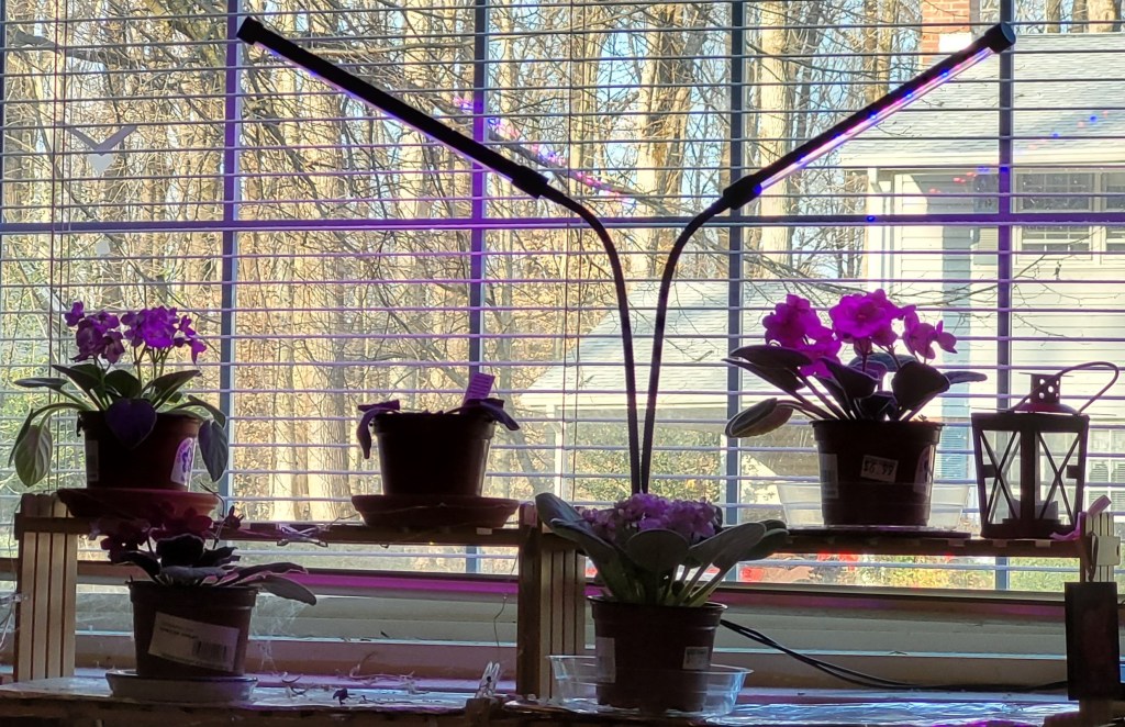 Plant shelf with African Violets and two stick style grow lights over them