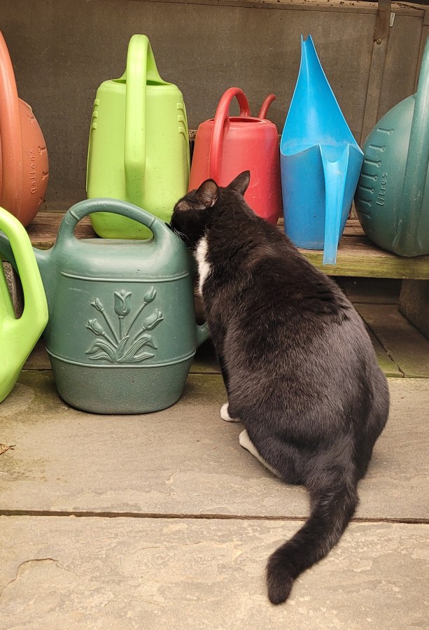 A black and white cat drinking from a watering can
